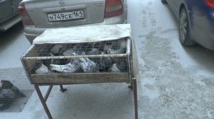 Выставка  - ярмарка голубей в г.Шахты. Часть 5. Team exhibition - fair of pigeons of Shakhty