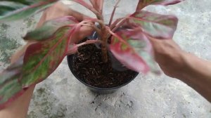 How to Propagate Aglaonema Siam Aurora Using Plastic Bottle