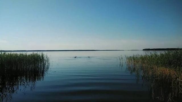 Вышневолоцкое водохранилище/Вышний волочёк/Еловый лес/Отдых на Вышневолоцком водохранилище