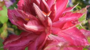 Клематис крупноцветковый Каэн (clematis) ? клематис Каэн обзор: как сажать рассада клематиса Каэн