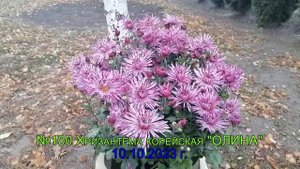 №100 Хризантема корейская ОЛИНА 10 октября 2023