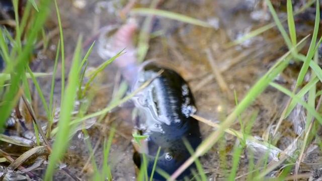 пиявка и червяк смотреть онлайн