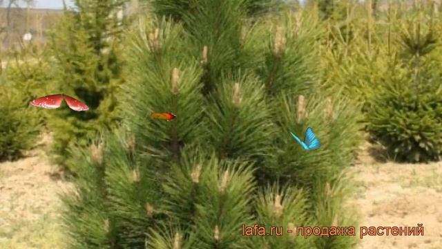 Сосна черная (pinus nigra) ? черная сосна обзор: как сажать, саженцы сосны смотреть онлайн