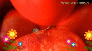 Томат обыкновенный Сердцеед малиновый. Краткий обзор, описание характеристик, где купить семена