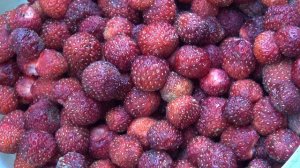 Питомник Садоград. Саженцы клубники. Клубника Миланская