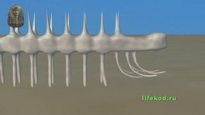 Всемирная история. Скелеты, Галлюцигения, Аномалокарис