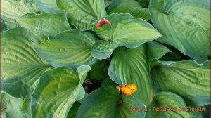 Хоста гибридная Парадигма (hosta paradigm) ? Парадигма обзор: как сажать, луковицы хосты Парадигма