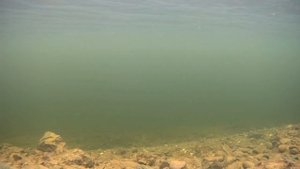Rapala Minnow Spoon Воблер - "ВЕЗДЕХОД" Подводная съемка