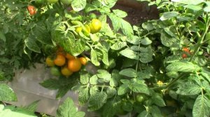 Томат Оля Полька (Королевский сад Ильи Королева)