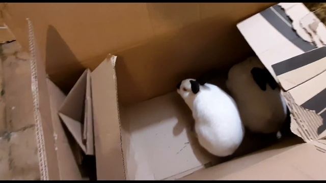 Покупка моих первых кроликов "КАЛИФОРНИЯ" от заводчиков-ПРОФЕССИОНАЛОВ!!! смотреть онлайн