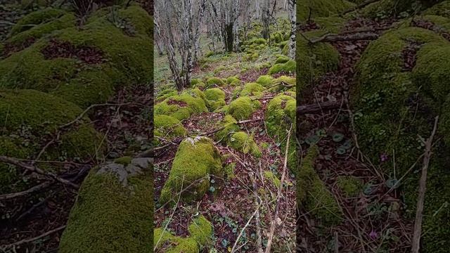 Странджа. Фантастический лес