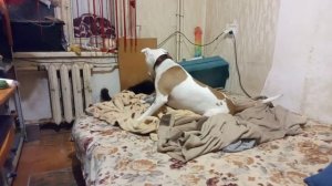 зверское нападение