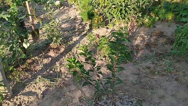 Обзор второго участка и немного истории обмана) Как интернет магазины обманывают покупателей. смотреть онлайн