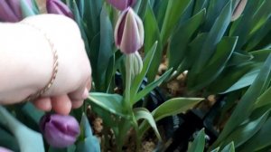 Выгонка тюльпанов к 8 марта. Обзор сорта Буллит (Bullit) и Парад ( Parade). Обзор на 1 марта 2021