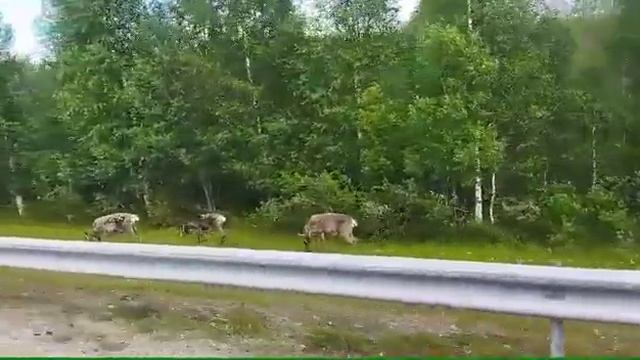 Вот он какой северный олень ? смотреть онлайн