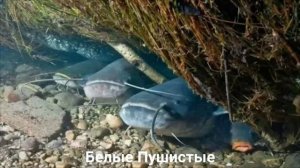 СОМ?/Рыбы/Животные/Интересные факты