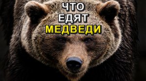 Что едят медведи?