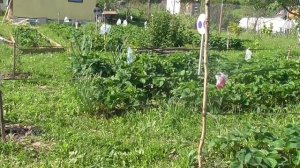Защита клубники от птиц.