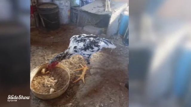 О шамо мрамор смотреть онлайн