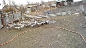 Серые гуси осень зима,содержание и разведение.