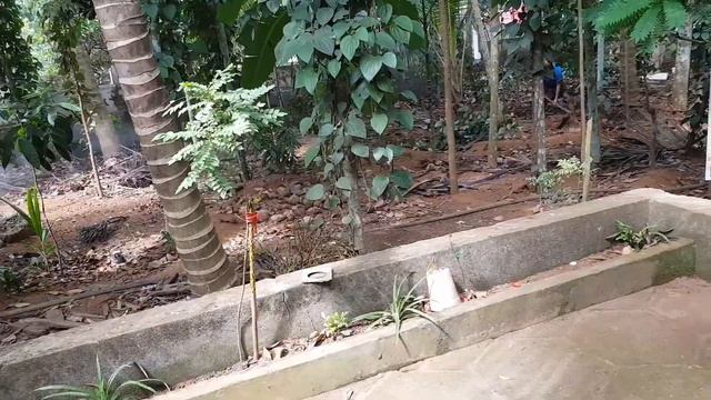 Funny chickens &rooster chasing kids смотреть онлайн