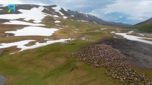 Как оленеводы ориентируются в тундре | Факты