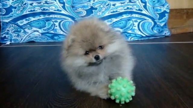 Померанский шпиц, документы РКФ/FCI, продажа смотреть онлайн