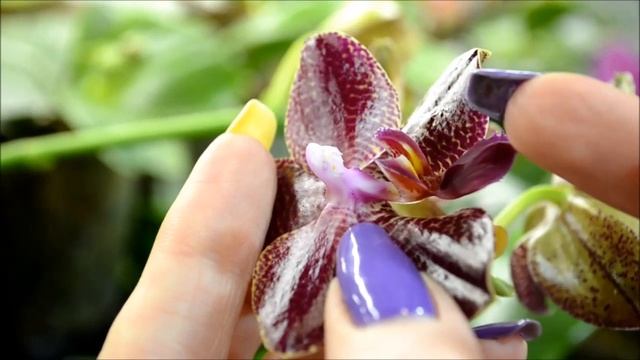 Как опылить орхидею? Смотрите! смотреть онлайн