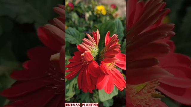 NATURE'S UNSEEN BEAUTY🌷~Double flowers on single gerbera stem! (SHORT_VIDEO)