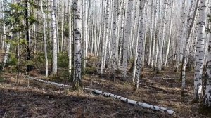 Нагонка молодых русских гончих