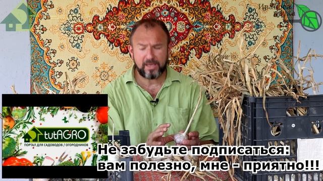 ЧЕСНОК ХРАНИТСЯ ГОД и КАК ТОЛЬКО ЧТО С ГРЯДКИ! Просто воспользуйтесь этим способом хранения чеснока смотреть онлайн