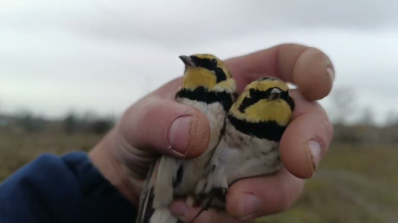 Ловля щеглов и рюмов 15.10.2023. смотреть онлайн