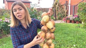 ВЫРАЩИВАЮ ЛУК ТОЛЬКО ИЗ СЕМЯН. Урожай лука за один сезон и никаких стрелок