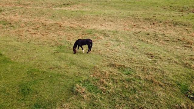 Лошади Видео СМОТРЕТЬ | Видео Про Лошадей | Видео Про Животных смотреть онлайн