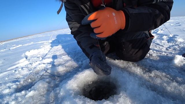 Самые большие Щуки в мире! Щука не Лезет в лунку! Якутия в Казахстане! Трофейный день Щуки! смотреть онлайн