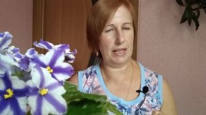 Фиалки осенью, уход. Восемь правил успешного выращивания фиалок в осенью.