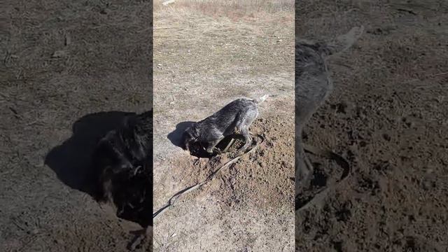 Шаня копает яму смотреть онлайн