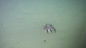 ОСЬМИНОГ ДАМБО - Слонёнок подводного царства