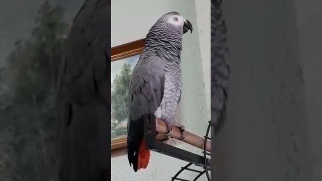 пригласила подружку (маму) в гости и хвастается... смотреть онлайн