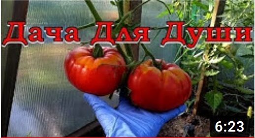 9 секретов урожайных ПОМИДОРОВ???