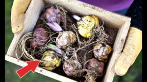 Когда выкапывать лилии? Что делать с луковицами лилии после выкапывания?