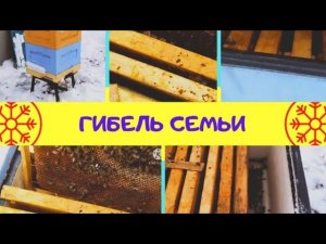 Пчелы погибли. Голод их сморил. Семья осыпалась (Bee.)