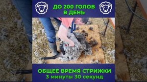 Профессиональная машинка для стрижки овец / баранов TAKUMI ST-1000