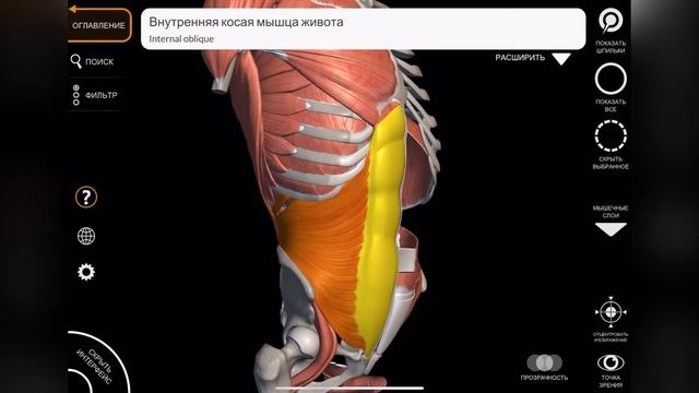 Миология / мышцы живота / мышцы пресса / анатомия мышц живота