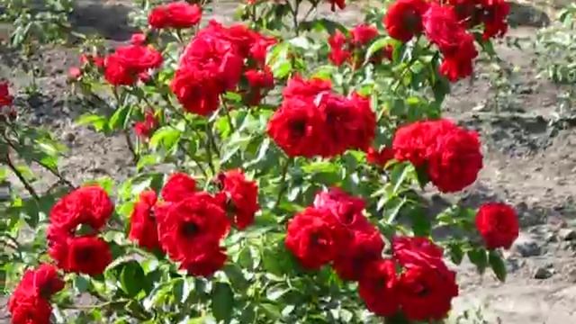 Роза Традишин 95 смотреть онлайн