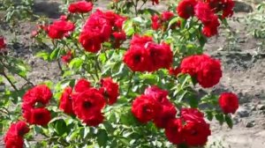 Роза Традишин 95