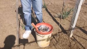 Виноград на горизонтальной шпалере часть 4