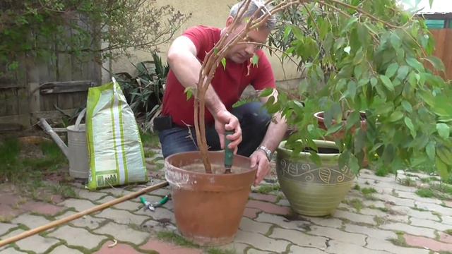 Kislevelű fikusz (Ficus benjamina) átültetése смотреть онлайн