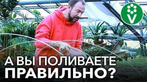 СЕРЬЕЗНАЯ ОШИБКА ПРИ ПОЛИВЕ ТОМАТОВ. Как правильно поливать рассаду томатов, перцев, огурцов?
