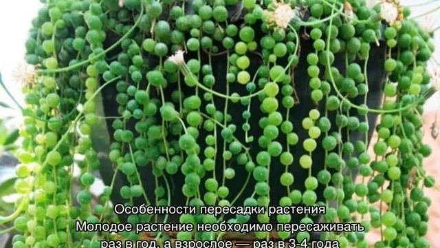 Крестовник Роули Senecio rowleyanus — что за цветок смотреть онлайн